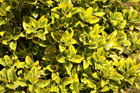 Kaleidoscope Abelia leaves on the sunny day background texture, Springtime in GA USA.
