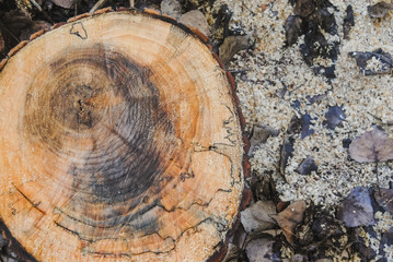 Horizontal color image with a overhead view of a texture of a old wooden log with of age lines marks surrounded by wet leaves and sawdust