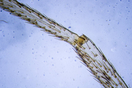 butterfly under microscope