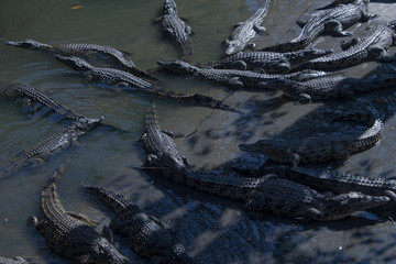 Crocodiles on sand at night