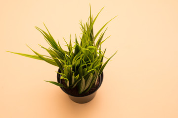 Plants in flower pots on the yellow background.