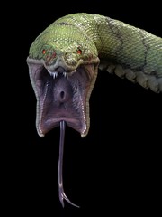 A large, toothy snake. 3d rendering