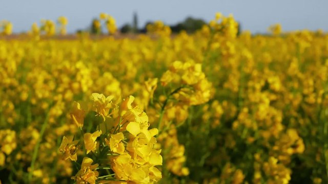 Yellow canola rapeseed flowers on agriculture field moving in the wind in spring