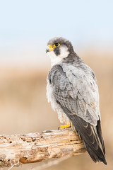 A northern peregrine falcon (Falco peregrinus calidus) in a dead tree trunk in the Ebro Delta Natural Park, in Catalonia.
