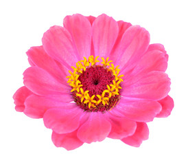  pink  zinnia