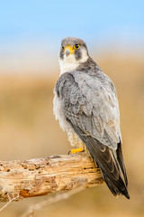 A northern peregrine falcon (Falco peregrinus calidus) in a dead tree trunk in the Ebro Delta Natural Park, in Catalonia.