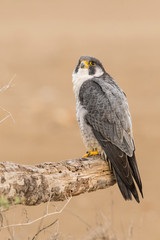 A northern peregrine falcon (Falco peregrinus calidus) in a dead tree trunk in the Ebro Delta Natural Park, in Catalonia.