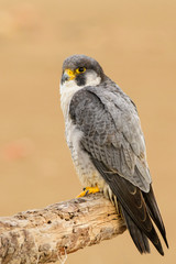A northern peregrine falcon (Falco peregrinus calidus) in a dead tree trunk in the Ebro Delta Natural Park, in Catalonia.