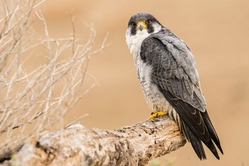 A northern peregrine falcon (Falco peregrinus calidus) in a dead tree trunk in the Ebro Delta...