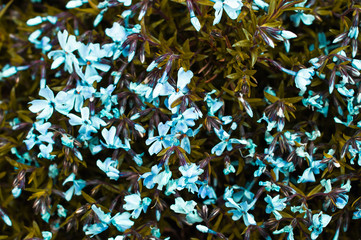 A bush with many small blooming flowers matthiola aroma of bright turquoise color with a bright creative finish.