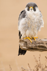 A northern peregrine falcon (Falco peregrinus calidus) in a dead tree trunk in the Ebro Delta Natural Park, in Catalonia.