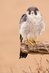 A northern peregrine falcon (Falco peregrinus calidus) in a dead tree trunk in the Ebro Delta...