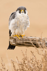 A northern peregrine falcon (Falco peregrinus calidus) in a dead tree trunk in the Ebro Delta Natural Park, in Catalonia.