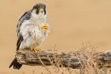 A northern peregrine falcon (Falco peregrinus calidus) in a dead tree trunk in the Ebro Delta Natural Park, in Catalonia.