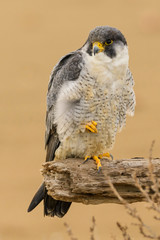 A northern peregrine falcon (Falco peregrinus calidus) in a dead tree trunk in the Ebro Delta Natural Park, in Catalonia.