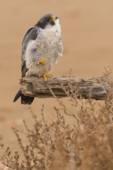 A northern peregrine falcon (Falco peregrinus calidus) in a dead tree trunk in the Ebro Delta Natural Park, in Catalonia.