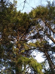 Fototapeta premium Trees at our local library park.