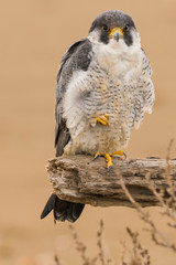 A northern peregrine falcon (Falco peregrinus calidus) in a dead tree trunk in the Ebro Delta...