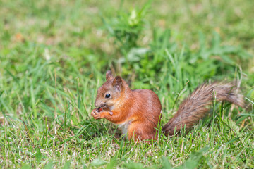 Naklejka na ściany i meble wild squirrel on the grass in the forest