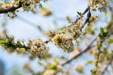 blooming Apple branches on a blurry background
