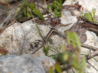 Yellow Spotted Spiny Lizard