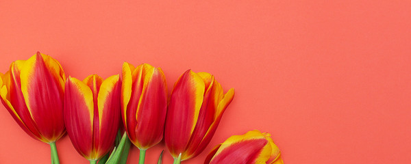 Colourful bright panoramic spring banner of fresh red and yellow tulips on pink background. Grreting card, close up petals, womens day, celebration, copyspace for text.