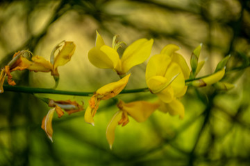 yellow flowers on a green background