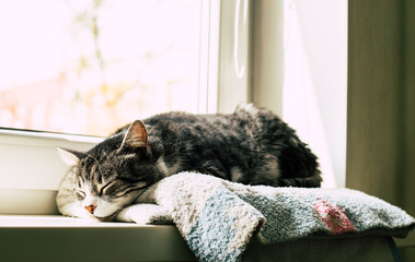 The cat sleeps on a blanket by the window