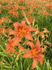 orange tiger lily