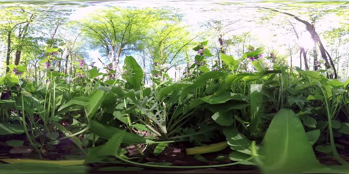 360VR, B&auml;rlauchpflanzen im Park, Allium ursinum, VR360