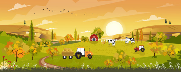 Autumn landscape with sunrise view on harvested field with farmhouse,tractor, wood barn,cows and straw bales in the countryside,Panorama view of farmlands in fall season with orange foliage.