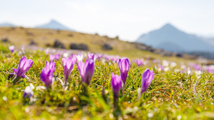 Purple Crocus on famous mountain Heuberg in Bavaria in springtime
