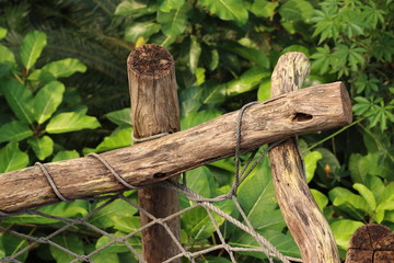 Wooden fence overgrown with ivy in zoo in leipzig in germany. On sunny day in summer.