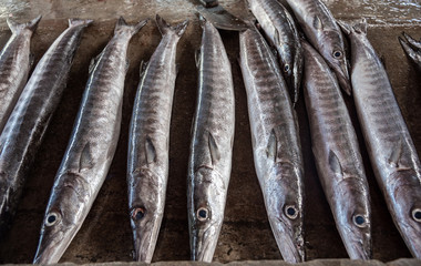 Obraz premium Fresh Barracuda fishes on the market in Seychelles, Seafood concept