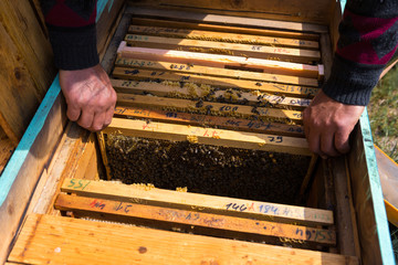 A farmer on a bee apiary holds frames with wax honeycombs. Planned preparation for the collection...