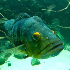 fish in aquarium