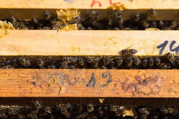 Closeup of a frame with a wax honeycomb of honey with bees on them. Apiary workflow.