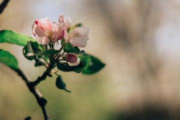 pink magnolia flower