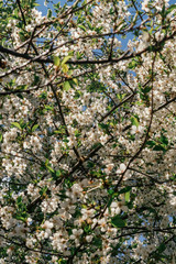 spring in the park