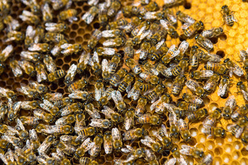 Closeup of a frame with a wax honeycomb of honey with bees on them. Apiary workflow.