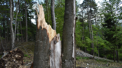 Windbruch, Buche im Bestand, Dürre 