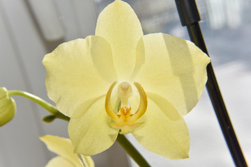 closer look at the head of yellow orchid