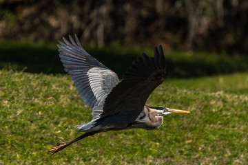 great blue heron in flight