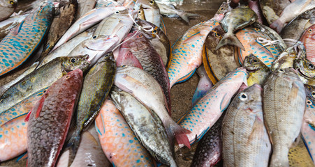 Obraz premium Freshly caught tropical fish ready for sale at the fish market. Fresh seafood, fish background. Top view