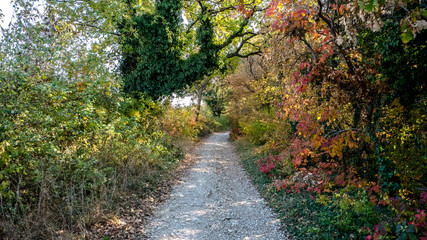 Fototapeta premium Leaves play with color in the forest on an autumn sunny day
