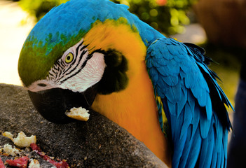 
The macaw comes from South America, it is a species that stands out for the intensity of the colors of its feathers, as well as its exotic appearance. Venezuela.