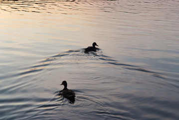 The surface of the lake at sunset with ducks.