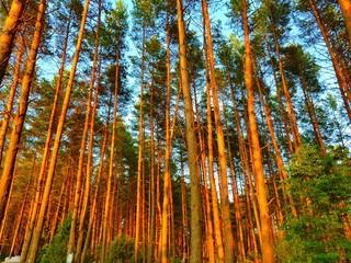 forest in autumn