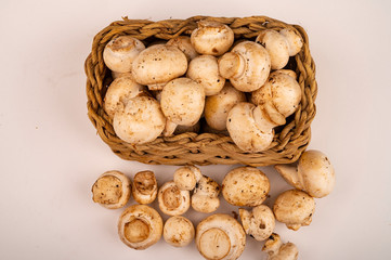 Young mushrooms in a wicker basket and young mushrooms scattered on a white background. Close up.