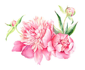 vector Watercolor illustration of Pink Peony. Romantic background for web pages, wedding invitations